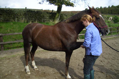 Mobile equine massage based in Harrogate
